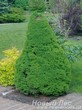 Посадка крупномеров Ели канадской Коника (Ели сизой Коника, Picea glauca Conica)